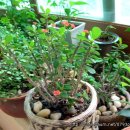 조이네집 이미지