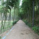 섬진강대나무숲길 이미지