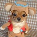 귀여운강아지 이미지