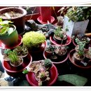 팔송정식당 이미지