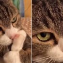 젤리댕댕이 이미지