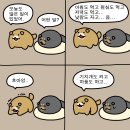 순진한 강아지 이미지