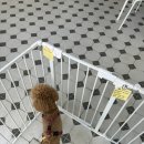 멍냥디저트 이미지