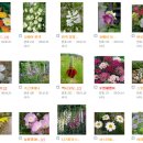 꽃씨판매 - 여러해살이, 다년생 꽃씨 판매 이미지