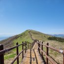 소백산 봄은 연두연두 야생화 꽃밭(어의곡 비로봉 국망봉 상월봉 어의곡) 2024.05.04.