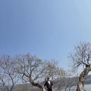 사)한국연극협회산악대 245차는 번개팅으로 현천행 나홀로 남양주 두물머리 물의정원 트레킹-2025년3월23일(일)- 대중교통 트레킹코스 이미지