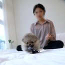 클라라 애견 이미지