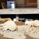 강생이네 이미지