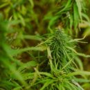 성인농장 이미지