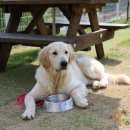 아트펫 갤러리 이미지