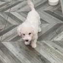 펫티 살롱 이미지