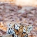 타이거벨리 이미지