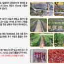 흥농농약사 | &lt;예약주문&gt;2024년 흥농씨앗(팜한농)불칼라 1200립