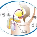 전립선 비대증 약 먹을 필요 없다 이미지