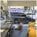 부산강아지분양 유독 네이버블로그