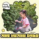 시원농장 | 거제 지석농장 산딸기 체험｜아이랑 체험 후기 &amp; 예약방법 총정리