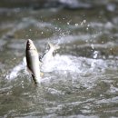 은어펜션 이미지