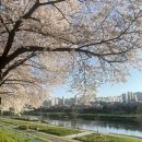 (주)맥서브(4-6) | [벚꽃] 가산디지털단지 안양천 벚꽃길 찾아 가는 방법 2026 4월 둘째주 (4/6) 실시간 후기 (주차/명당)