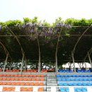 등나무 운동장 이미지