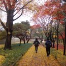 낙엽의 아름다움 (시몬 너는 아느냐!?) 이미지