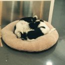 대학로동물병원 이미지