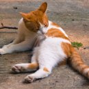 부평프라임동물병원 이미지