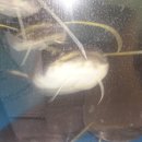 숯불풍천민물장어 이미지