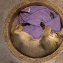 카페코믹스 이미지