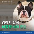뉴로동물의료센터 | 부산 강아지 발작, 뇌종양 진단 후기 MRI 동물병원 뇌신경 전문 뉴로동물의료센터24시