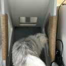 언덕위의 집 | 고양이 캣타워 추천 퍼르르펙트 언덕위의집 MDF 샘플 내돈내산 구매후기