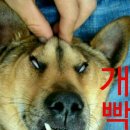 강쥐 이미지