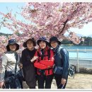 봄 향기 가득한 추억의 섬 - 꿈꾸듯 만난 일본속 지중해 쇼도시마, 나오시마 - 아홉 번째 마지막 이야기 이미지