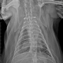 24시 코끼리동물의료센터 이미지