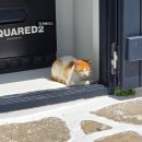 리틀미코노스6 | [모녀여행] 그리스 DAY-6 에게안항공, 미코노스 섬으로