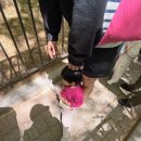 로스트씨 | [용인 에버랜드-주토피아] 두돌 23개월아기랑 사파리투어/로스트밸리/아마존 후기(+유모차&웨건 꿀팁)