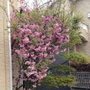 벚꽃약국 이미지