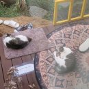 사랑독채 | 고양이들의 사랑을 독차지하는 &lt;제주감성독채펜션다빈&gt; 다빈하우스 내돈내산 강추 후기