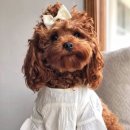 더편한동물병원 이미지