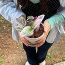 석송 | 파주 식물원 @조인폴리아 : 초보 식집사 식물구매 후기(๑˙³˙)و (석송 아카시아 로즈마리)