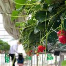 혜일농장 | [경기광주,용인] 비오는날 혜일농원에서 딸기체험하고 어린이박물관 풀코스