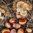 낭만기타 이미지