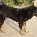 더히말라얀 이미지