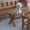 다사랑 애견 이미지