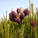 솔잎아래 이미지