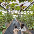 명성농장 | 가볼만한곳 :: 체험농장 “산908” / 샤인머스캣수확...만들기 비오는 날 내돈내산 찐 후기 / 팜크닉추천