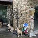 자니펜션 | [가평/애견동반/펜션] 가평 펜션, 가평 애견동반 펜션 솔직후기 - 가평 자니 펜션