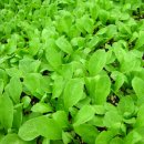 하얀농장 이미지