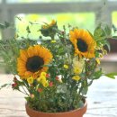 해바라기자연유치원 이미지