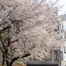 신도림고등학교 | [서울근교] 봄꽃 명소 방문 후기 - 안양천, 도림천역, 부천 원미산 진달래동산