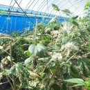 오디하우스 이미지